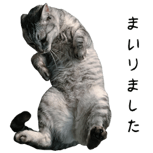 Cat Sima sticker #15851594