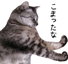 Cat Sima sticker #15851595