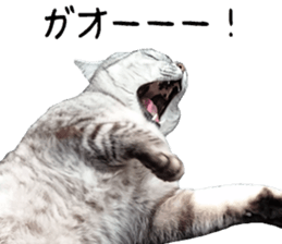 Cat Sima sticker #15851596