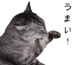 Cat Sima sticker #15851597