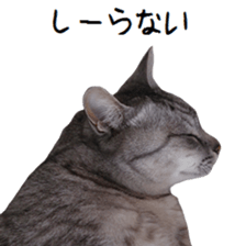 Cat Sima sticker #15851598