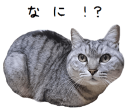 Cat Sima sticker #15851599