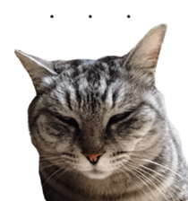 Cat Sima sticker #15851600