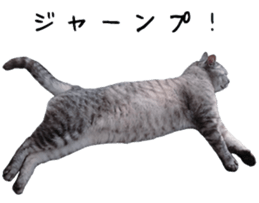 Cat Sima sticker #15851601