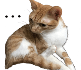 Proud tea tea sticker #15851603