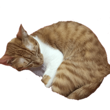 Proud tea tea sticker #15851604