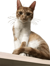 Proud tea tea sticker #15851605