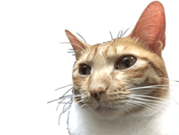 Proud tea tea sticker #15851606