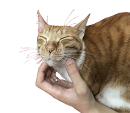 Proud tea tea sticker #15851608