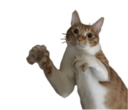 Proud tea tea sticker #15851609