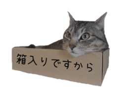 Photo stickers of expressive cats sticker #15854683