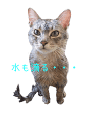 Photo Stickers Of Expressive Cats By Anekko Photo Stickers Of Expressive Cats By Anekko
