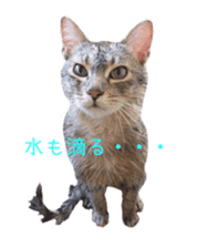 Photo stickers of expressive cats sticker #15854687