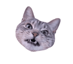 Photo stickers of expressive cats sticker #15854689