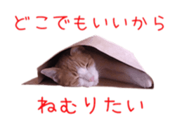 Photo stickers of expressive cats sticker #15854690