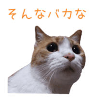 Photo stickers of expressive cats sticker #15854692