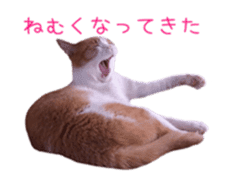 Photo stickers of expressive cats sticker #15854694