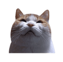 Photo stickers of expressive cats sticker #15854697