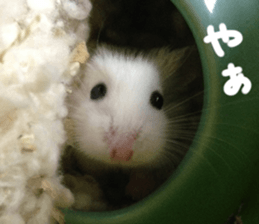 Hamsters "MAME" sticker #15855042