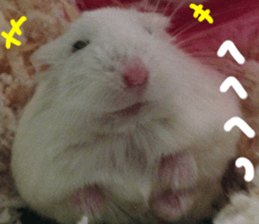 Hamsters "MAME" sticker #15855044