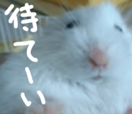 Hamsters "MAME" sticker #15855045