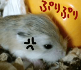 Hamsters "MAME" sticker #15855046