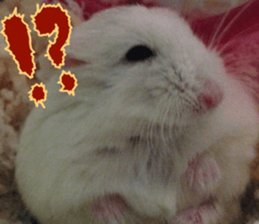 Hamsters "MAME" sticker #15855047