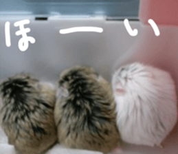 Hamsters "MAME" sticker #15855048