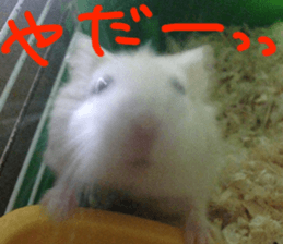 Hamsters "MAME" sticker #15855049