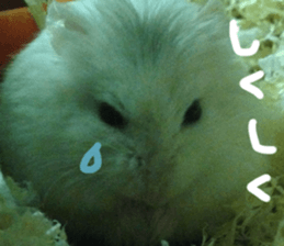 Hamsters "MAME" sticker #15855051