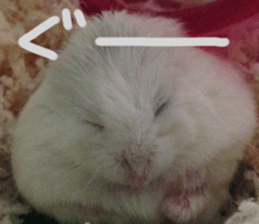 Hamsters "MAME" sticker #15855053