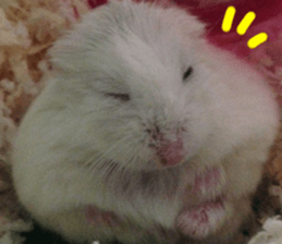 Hamsters "MAME" sticker #15855054