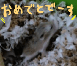 Hamsters "MAME" sticker #15855056