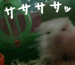 Hamsters "MAME" sticker #15855057