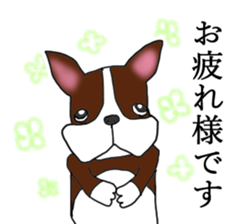Humble Boston terrier sticker #15858586