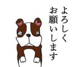 Humble Boston terrier sticker #15858587