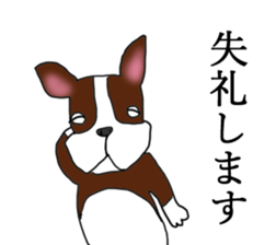 Humble Boston terrier sticker #15858590