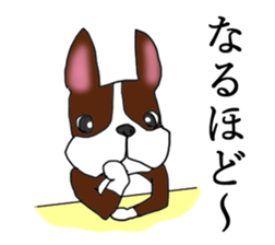 Humble Boston terrier sticker #15858593