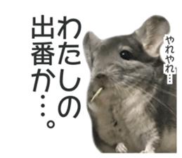 chinchilla's cute sticker vol.2 sticker #15858706