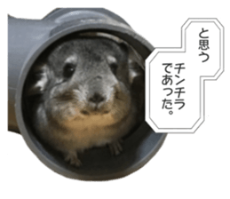 chinchilla's cute sticker vol.2 sticker #15858707