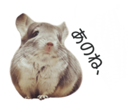 chinchilla's cute sticker vol.2 sticker #15858710