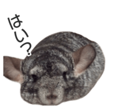 chinchilla's cute sticker vol.2 sticker #15858711
