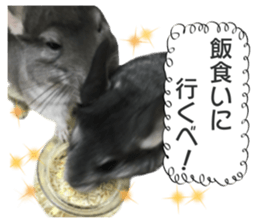 chinchilla's cute sticker vol.2 sticker #15858718
