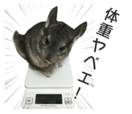 chinchilla's cute sticker vol.2 sticker #15858719