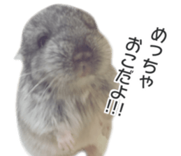 chinchilla's cute sticker vol.2 sticker #15858721