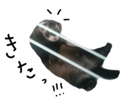 motepoyo ferret everyday life sticker #15859298