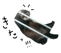 motepoyo ferret everyday life sticker #15859298