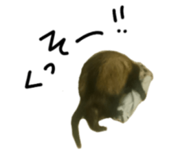 motepoyo ferret everyday life sticker #15859299