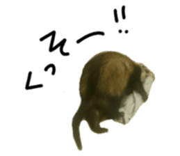 motepoyo ferret everyday life sticker #15859299