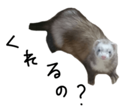 motepoyo ferret everyday life sticker #15859300